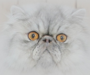 Larry von der Schmuseburg