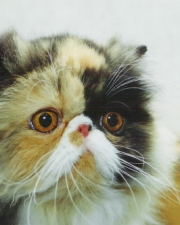 Dee Dee von der Schmuseburg