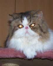 Zampano von der Schmuseburg